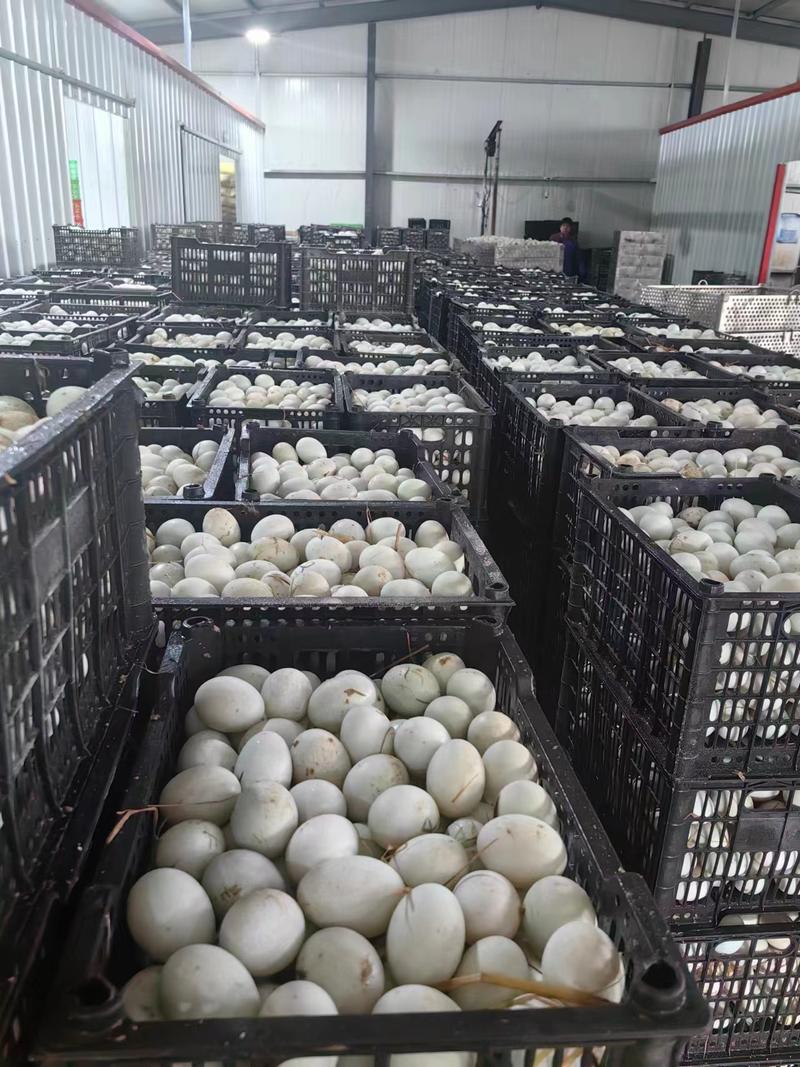 红心蛋黄流油咸鸭蛋，厂家直销批发，欢迎进店选购。