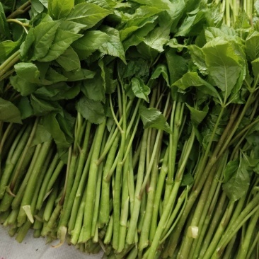 刺果棒