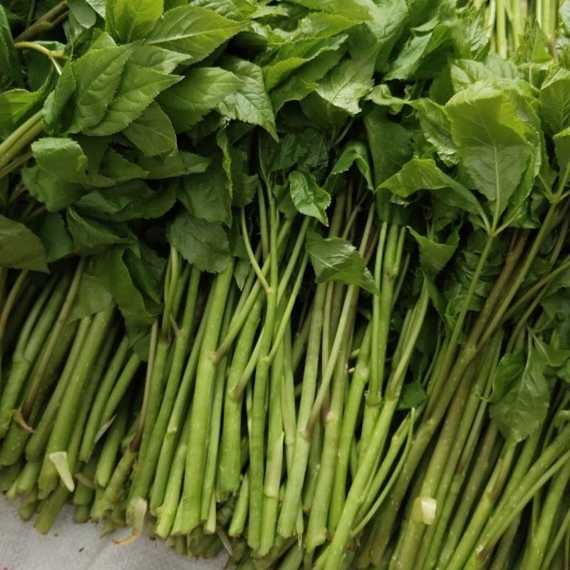 刺果棒