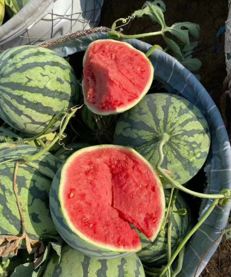【推荐】江苏精品8424，美都西瓜，产地货一手货源，货量足