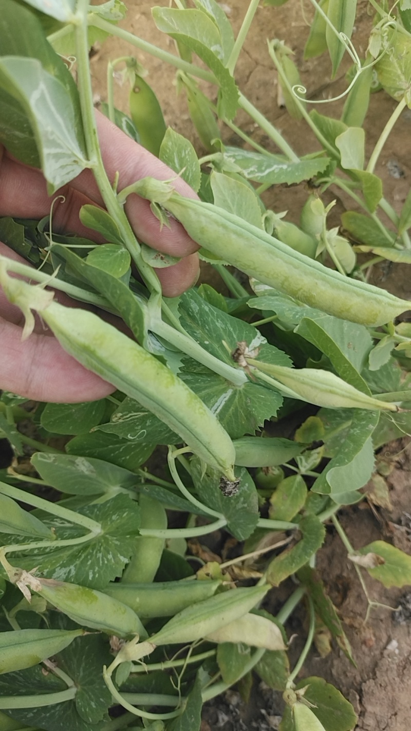 鲜豌豆荚，产地直发