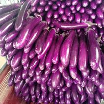 【热销】河南紫长茄，精品广茄长茄，基地大量供应，全国