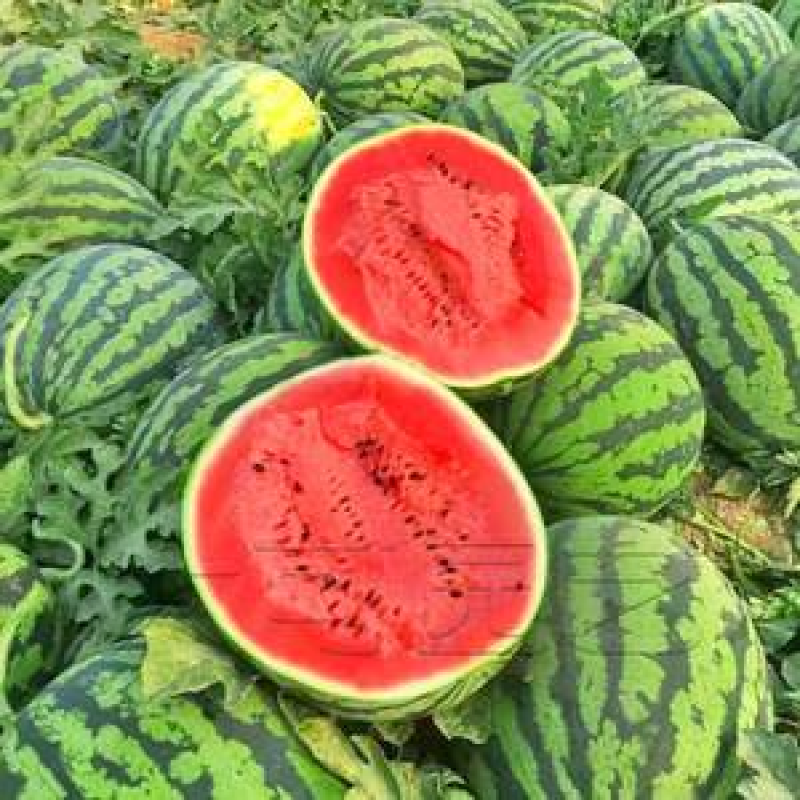 云南西瓜，甜王西瓜大量供应，新鲜采摘，皮薄肉厚欢迎来电
