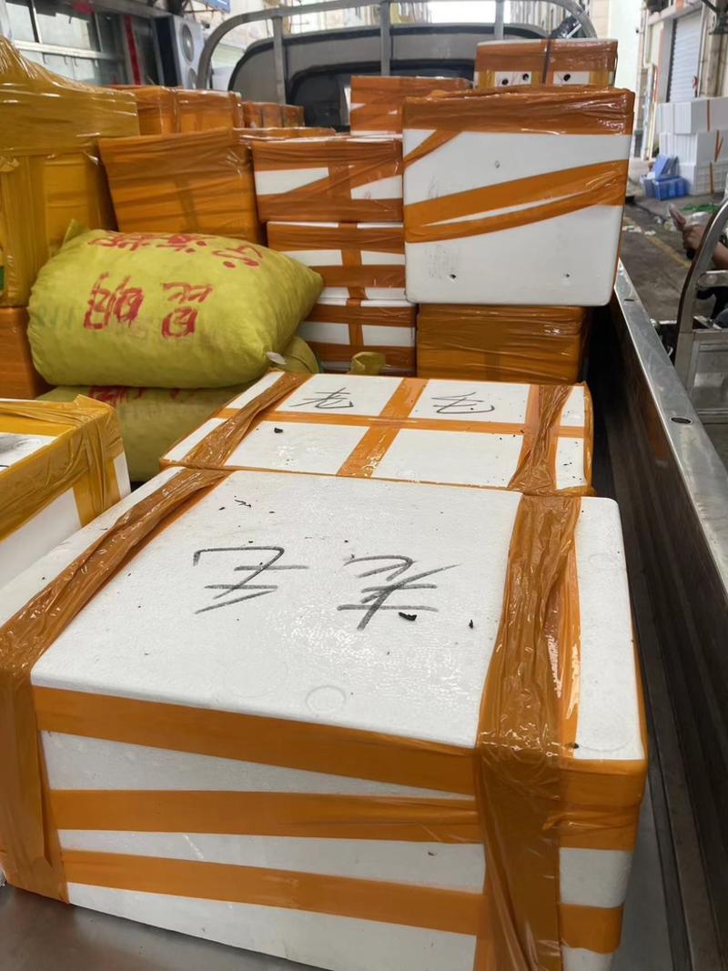 【推荐】青龙/小青龙/大青龙/青龙龙虾大量供货一件包邮