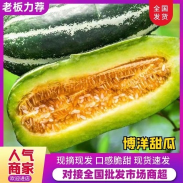 博洋9号甜瓜香瓜河北甜瓜甜瓜保熟保甜量大全国发货价格可谈