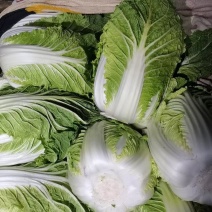 山东聊城万亩蔬菜产地黄心白菜长期大量供应