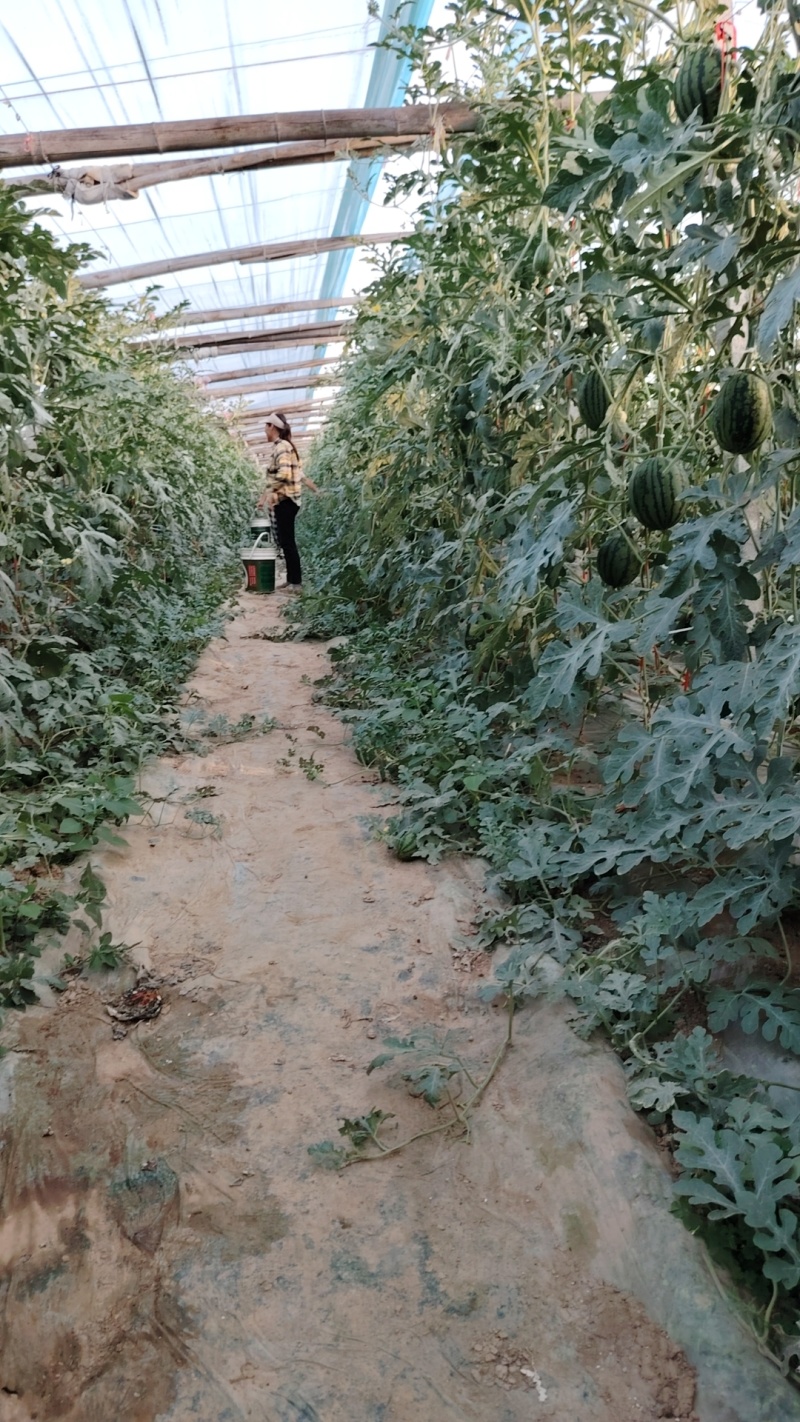 牛奶吊瓜L600/河南小吊瓜/全美2K欢迎各位老板咨询