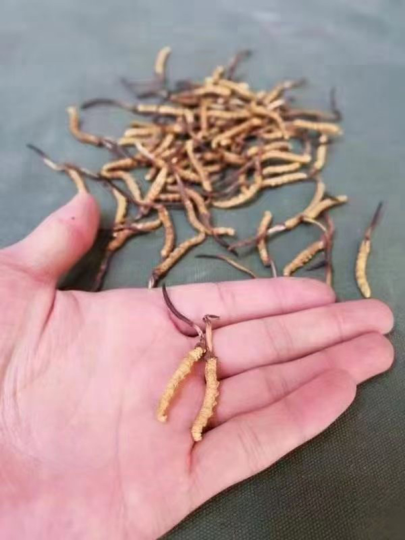 选购正宗虫草冬虫夏草超值性价比产地直发那曲虫草批发