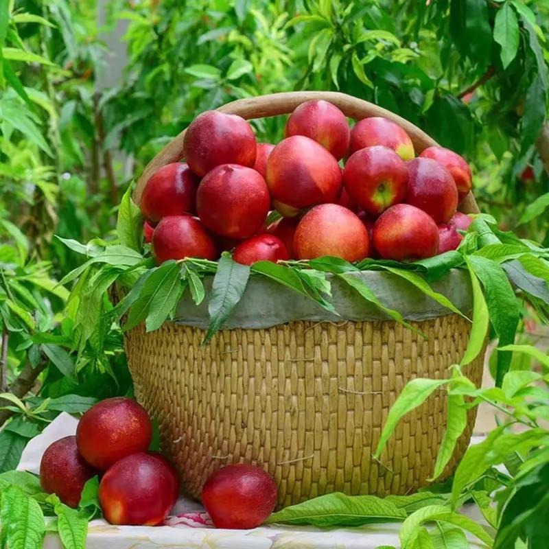 千年红精品千年红油桃产地油桃货源充足稳定欢迎选购