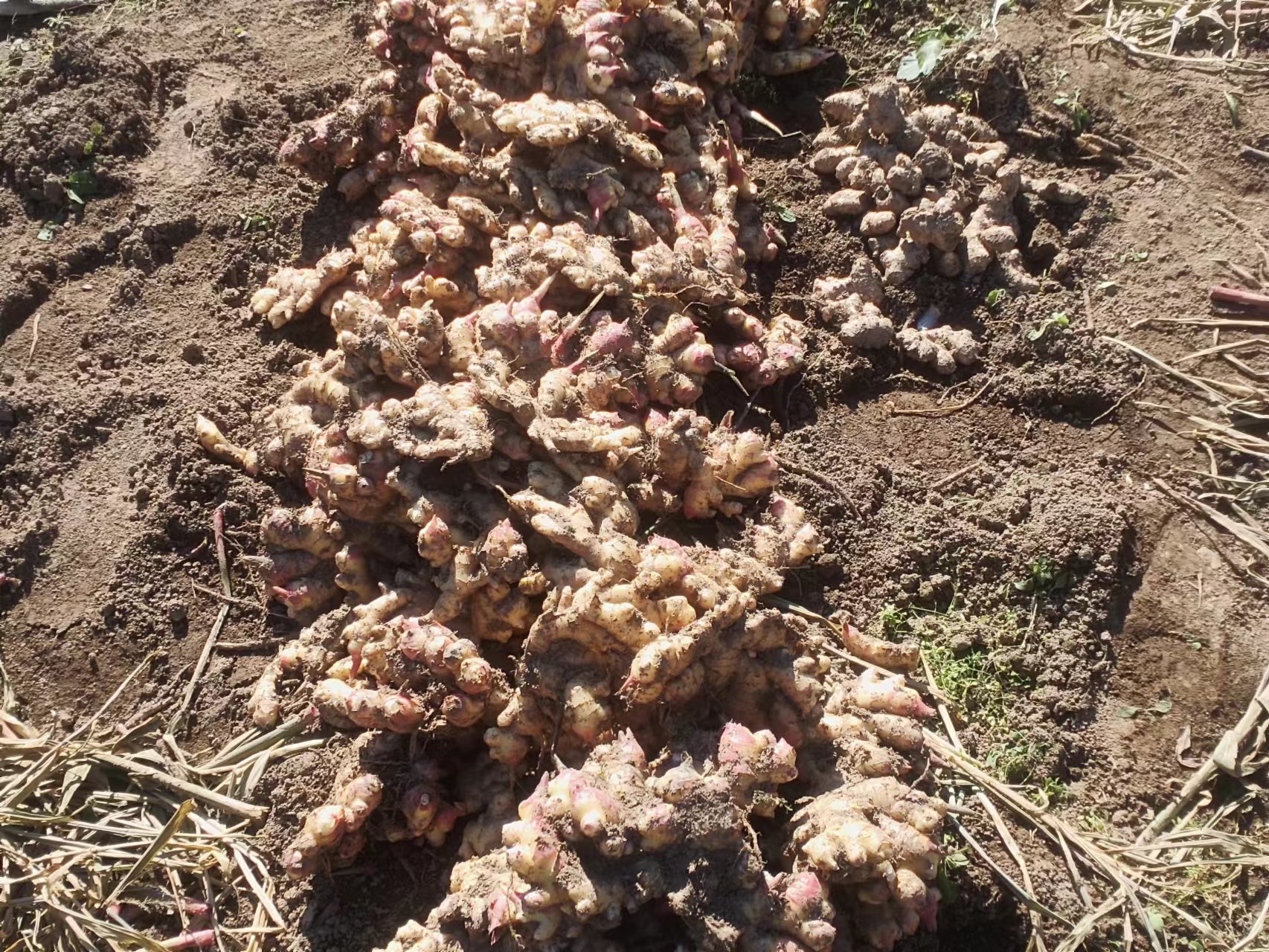 生姜品质对比图