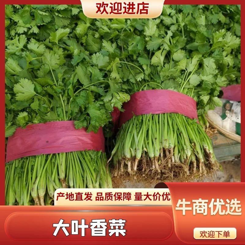 长春优质大叶香菜，产地直供，一手货源可视频看货