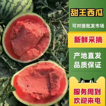 东北精品甜王西瓜，基地发货，现摘现发，可视频看货