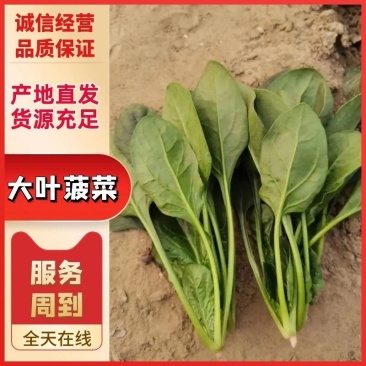 长春精品大叶菠菜，货量充足品质好，净菜，欢迎选购