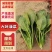 长春精品大叶菠菜，货量充足品质好，净菜，欢迎选购