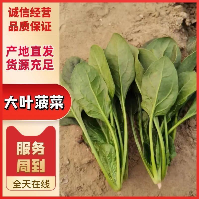 长春精品大叶菠菜，货量充足品质好，净菜，欢迎选购