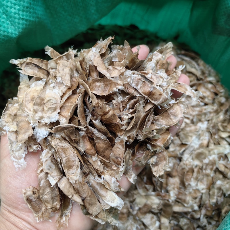 黄花风铃木种子风铃木种子紫花风铃木种子