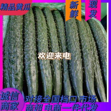 【便宜】黄瓜密刺黄瓜辽宁精品黄瓜一手货源基地发货全国