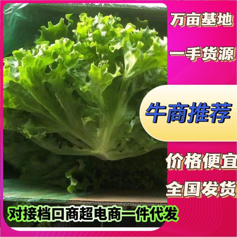 精品生菜现已大量上市对接全国档口市场商超价格便宜