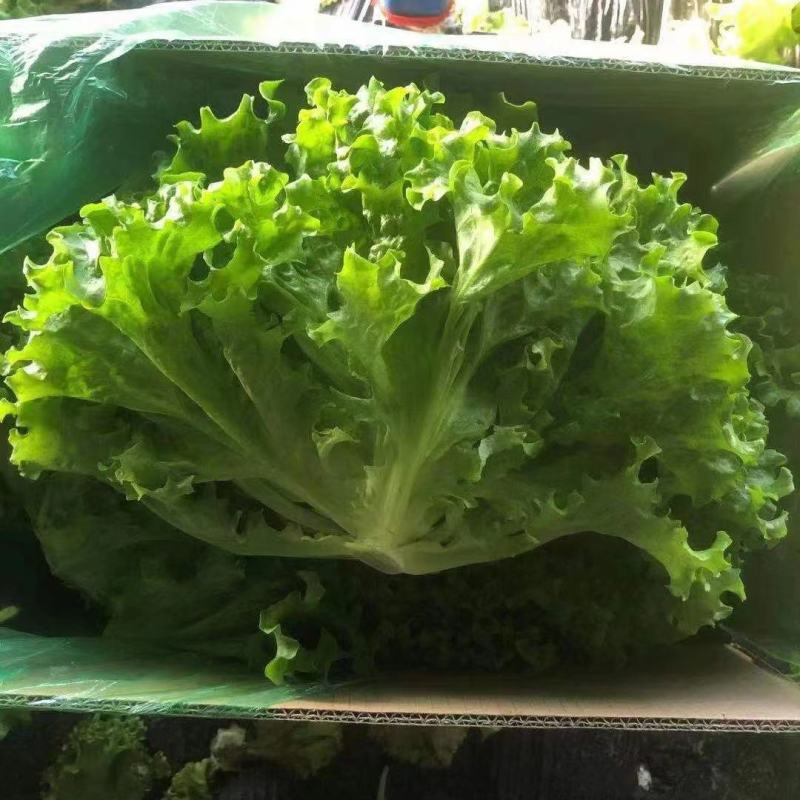 精品生菜现已大量上市对接全国档口市场商超价格便宜