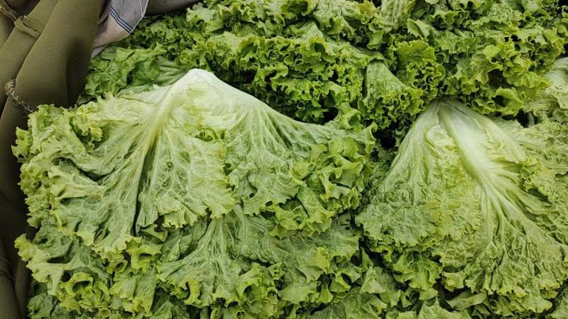精品生菜现已大量上市对接全国档口市场商超价格便宜