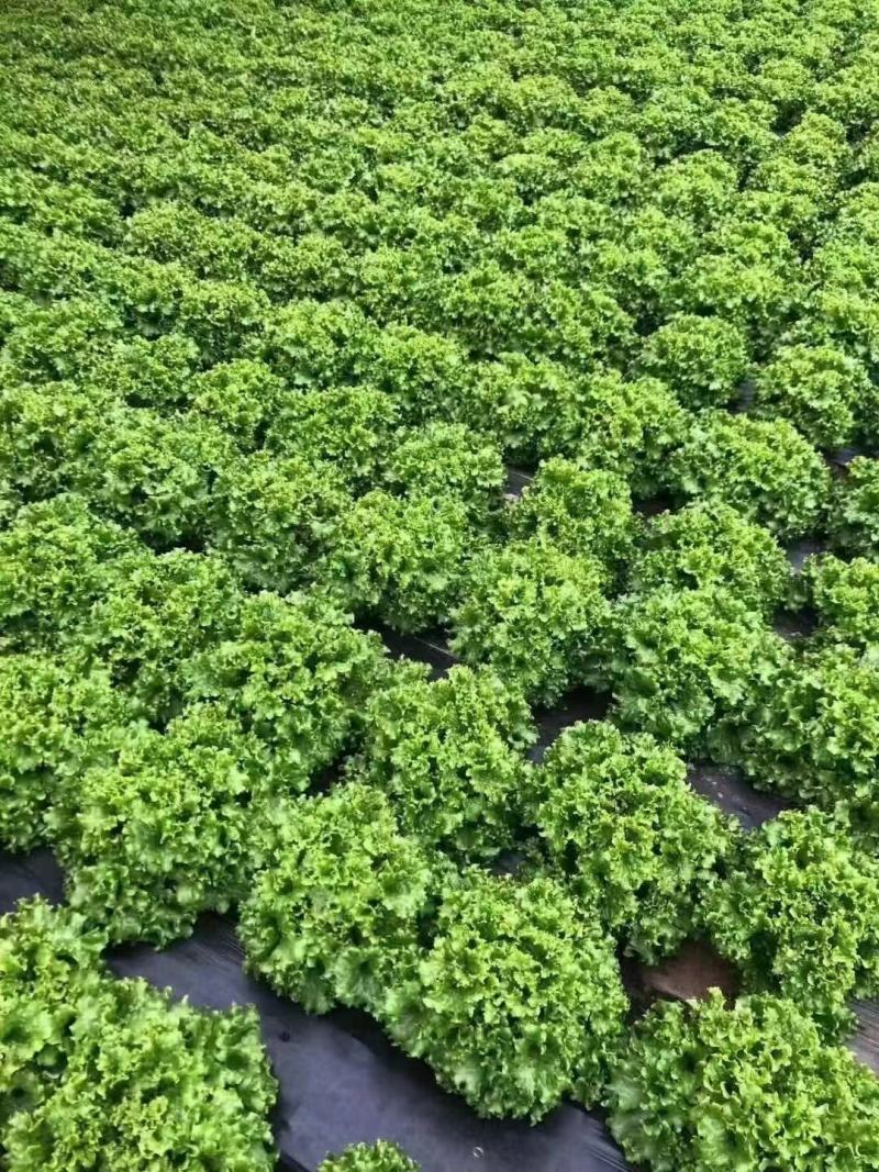 精品生菜现已大量上市对接全国档口市场商超价格便宜