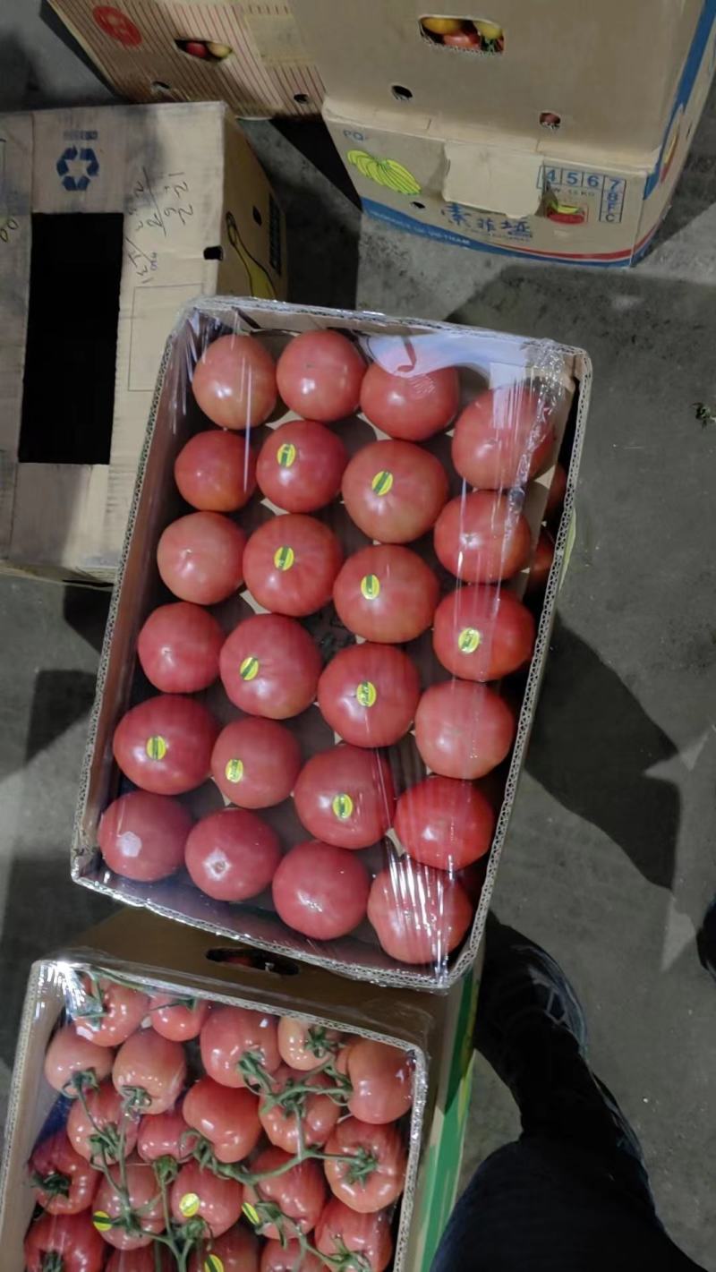 西红柿精品西红柿