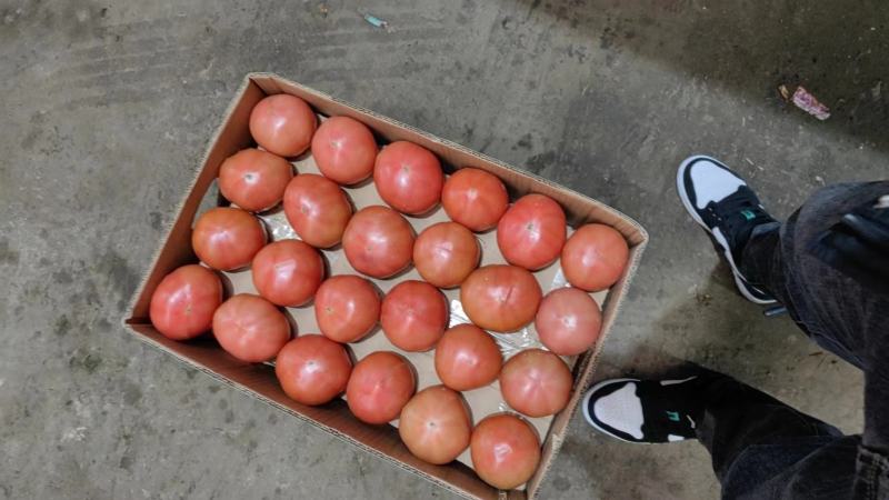 西红柿精品西红柿