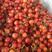 郑州市本地中华小樱桃，园区直接供货。诚信经营。