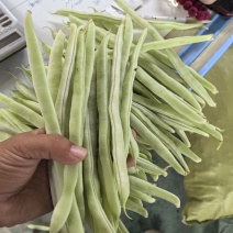 精品芸豆白不老量大从优质量保证支持欢迎咨询