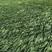 小叶麦冬绿化苗，常年供货，产地直销，一手货源！