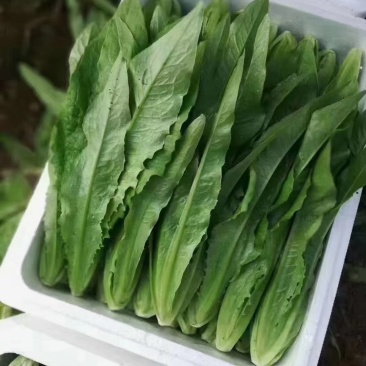 精品油麦菜大量上质量好价格便宜诚信商家全国发货一手货源
