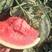甜王有籽西瓜产地供应优质西瓜大量上市中全国精发货