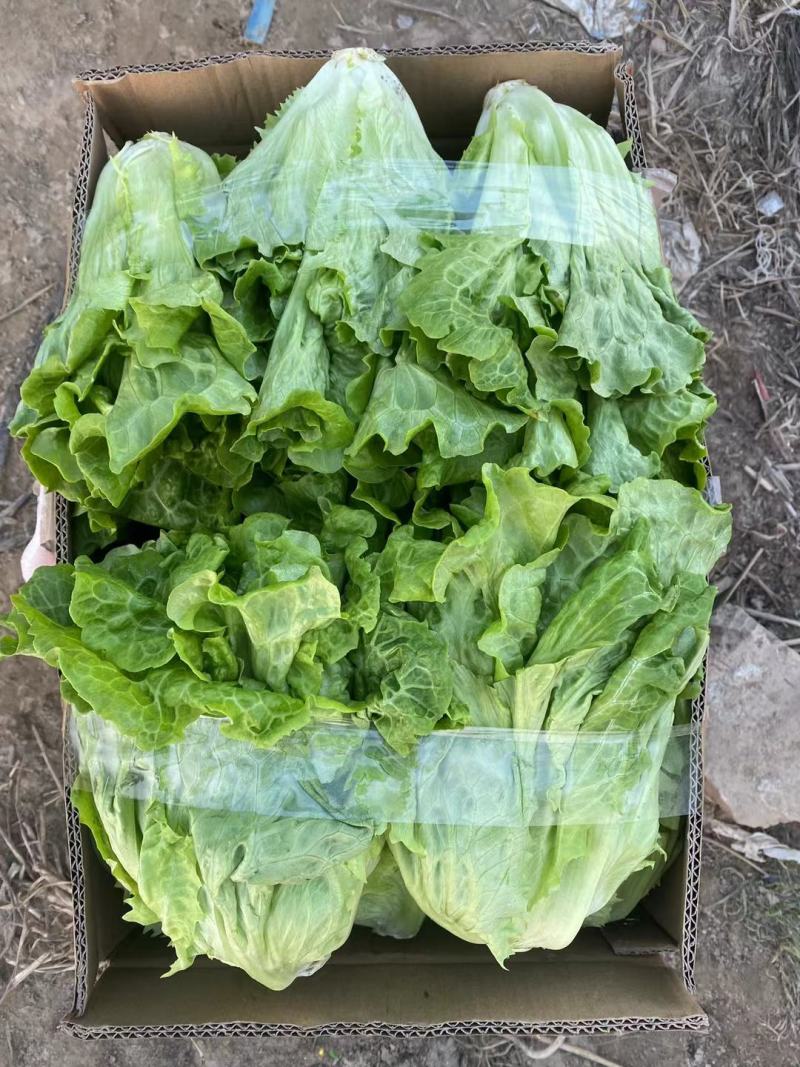 精品生菜现已大量上市对接全国档口市场商超价格便宜