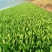精品油麦菜大量上质量好价格便宜诚信商家全国发货一手货源