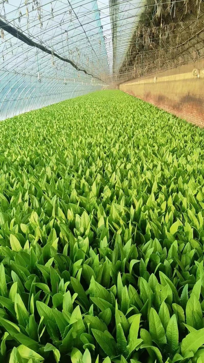 精品油麦菜大量上质量好价格便宜诚信商家全国发货一手货源