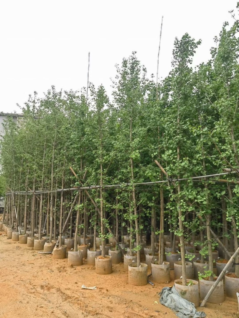 银杏树5～6公分