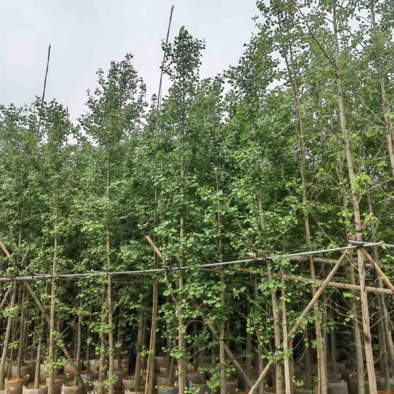 银杏树5～6公分