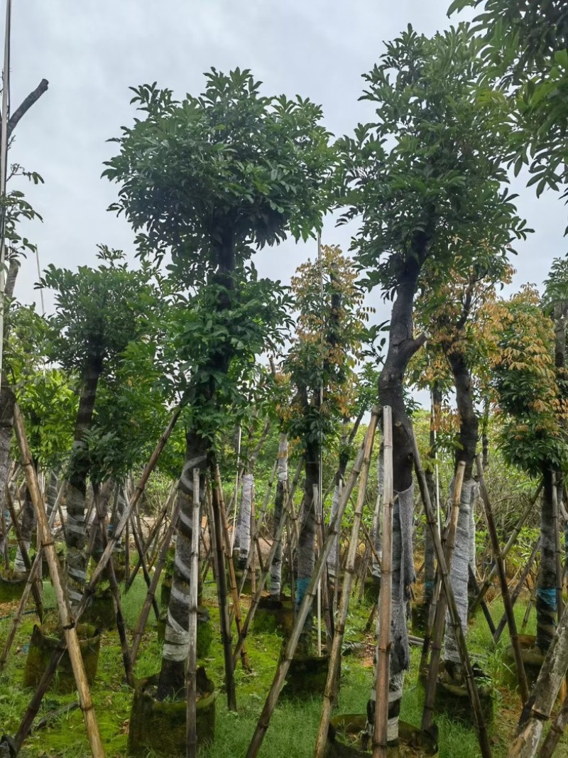 海南红豆10～12公分