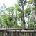羊蹄甲/樱花5～15公分
