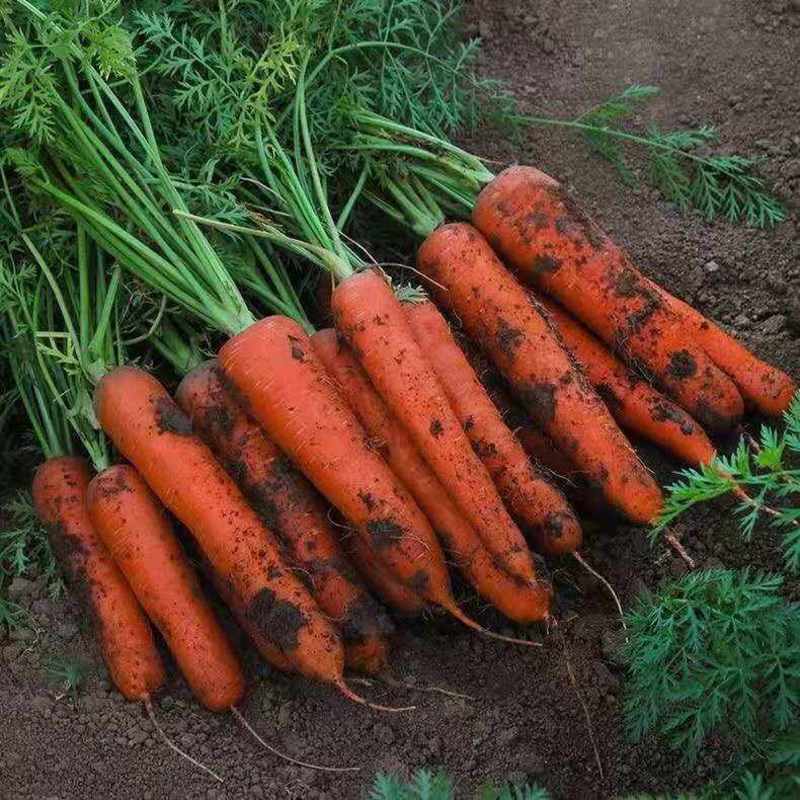 胡萝卜，带土，不带叶，万亩胡萝卜基地，大量供应电商，美团