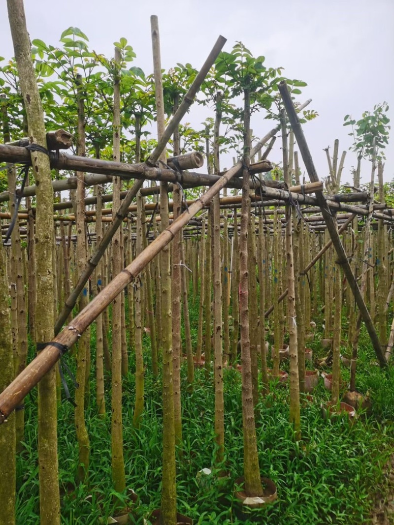 火焰木3～8公分