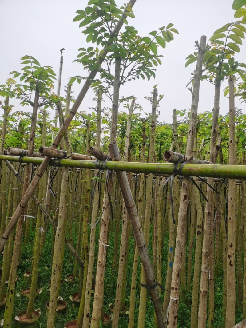 火焰木3～8公分