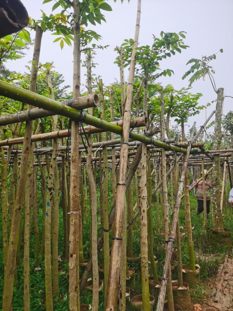 火焰木3～8公分
