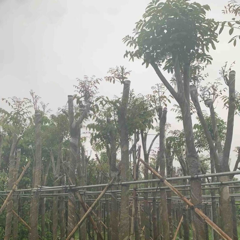 桃花心木8～12公分