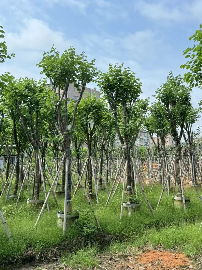 骨架宫粉紫荆10～18公分
