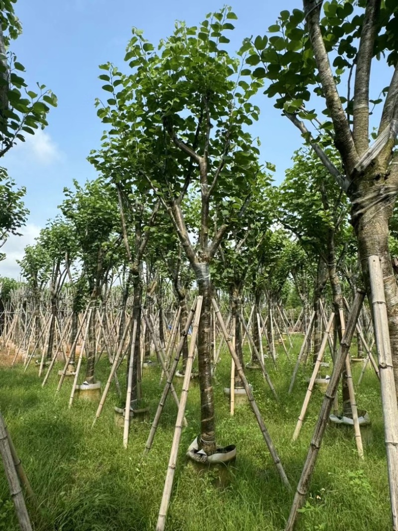 骨架宫粉紫荆10～18公分