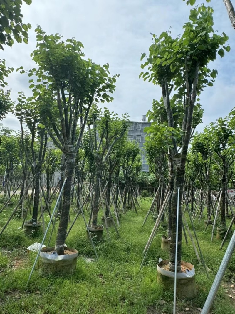 骨架宫粉紫荆10～18公分