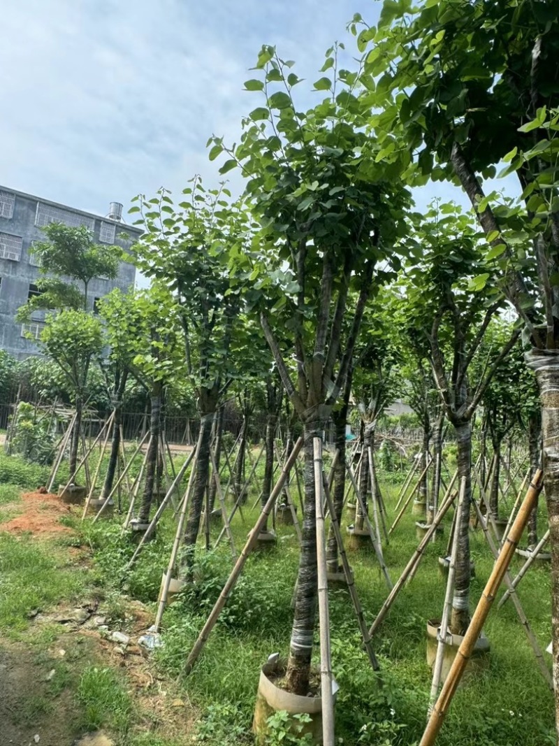 骨架宫粉紫荆10～18公分