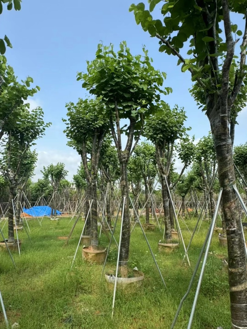 骨架宫粉紫荆10～18公分