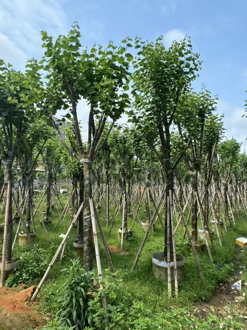 骨架宫粉紫荆10～18公分